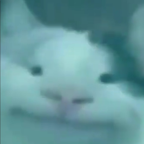 thatkidcarver11